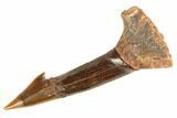 Fossil Sawfish (Onchopristis) Rostral Barb - Morocco #145604-1